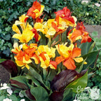 Canna - Cleopatra Mix (Bi-Color)