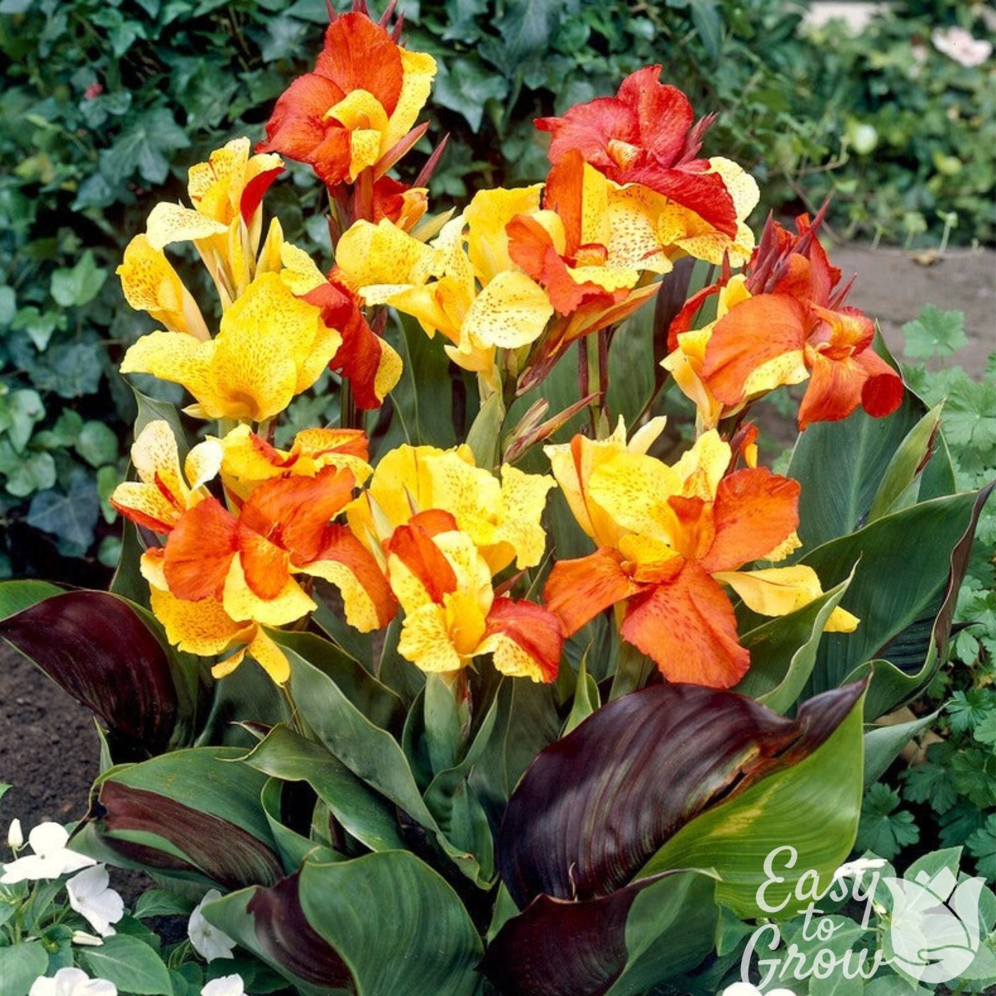 Canna - Cleopatra Mix (Bi-Color)