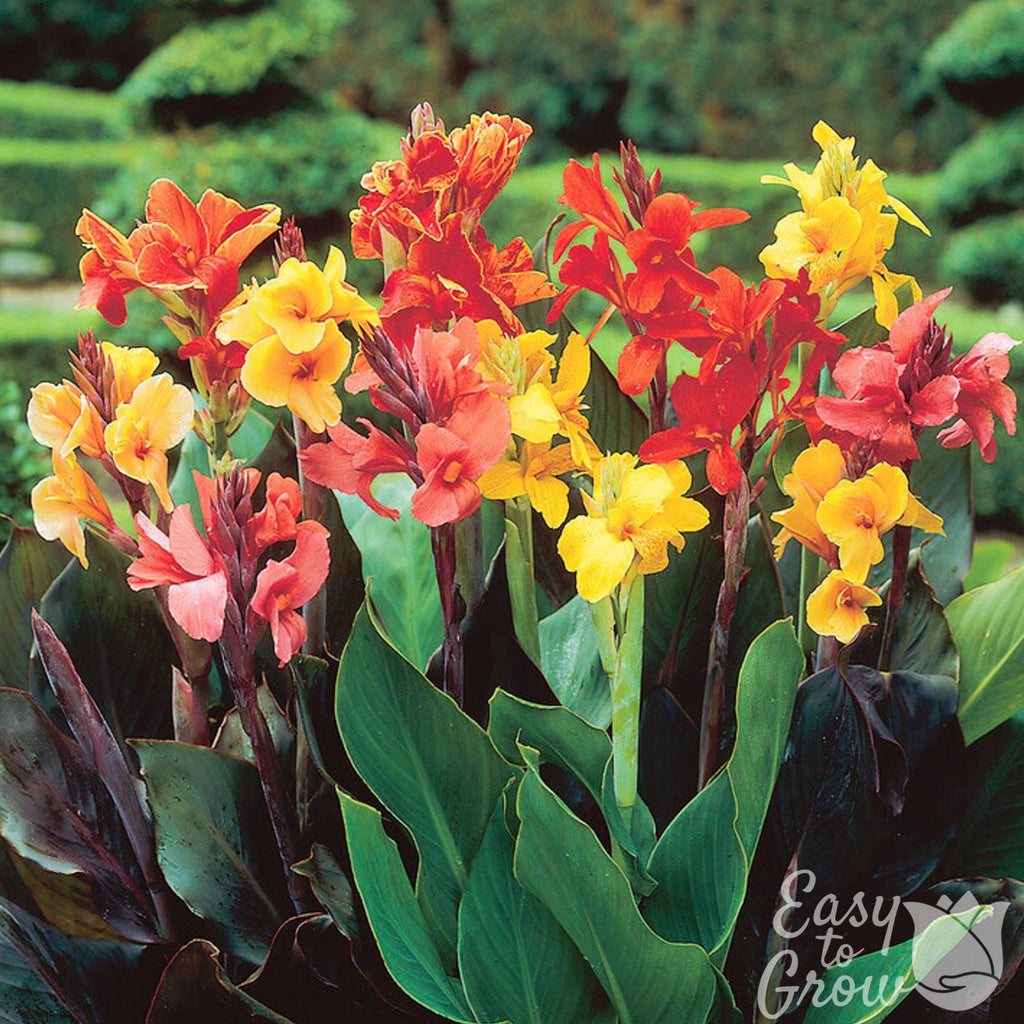 Canna - Tropical Sunset Mix