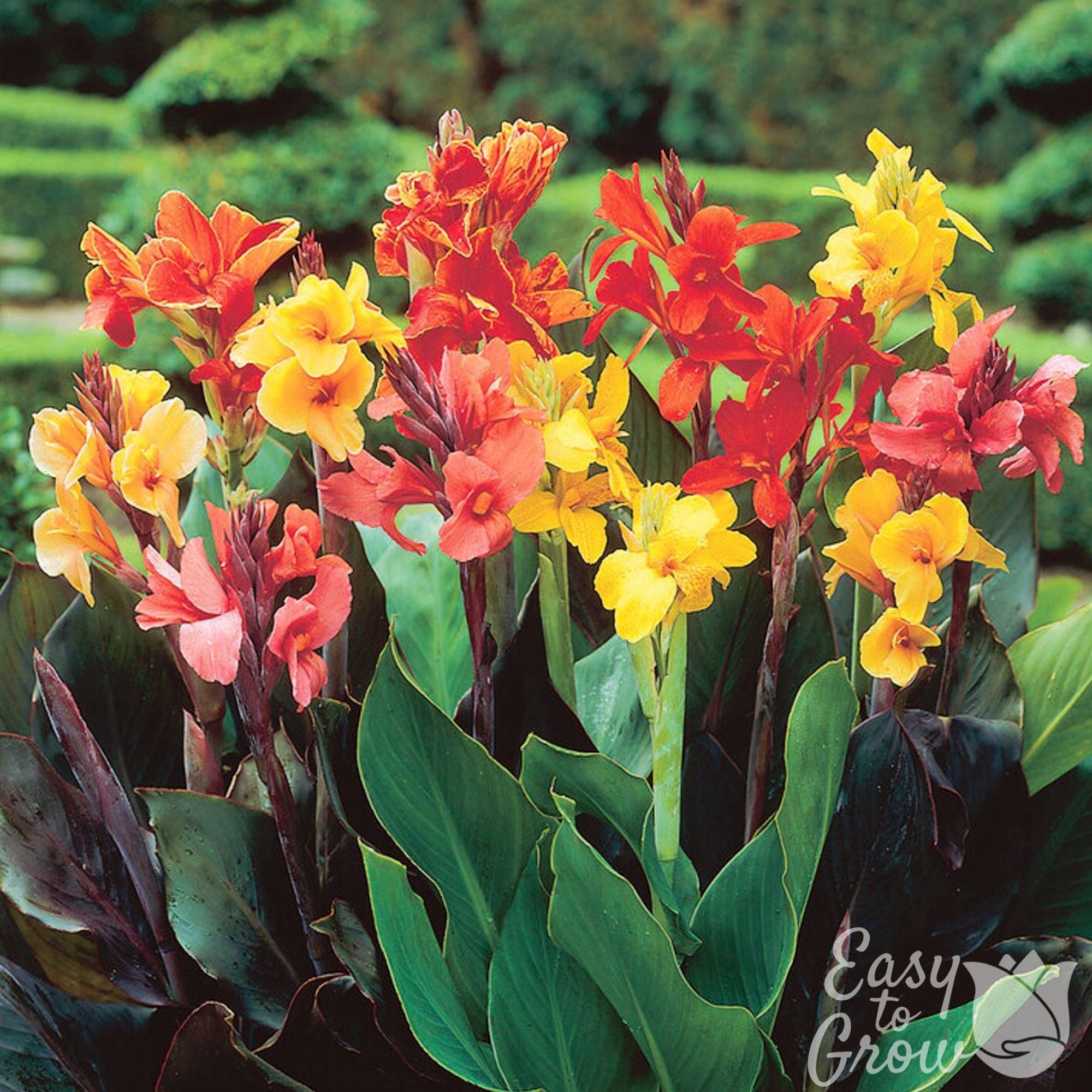 Canna - Tropical Sunset Mix