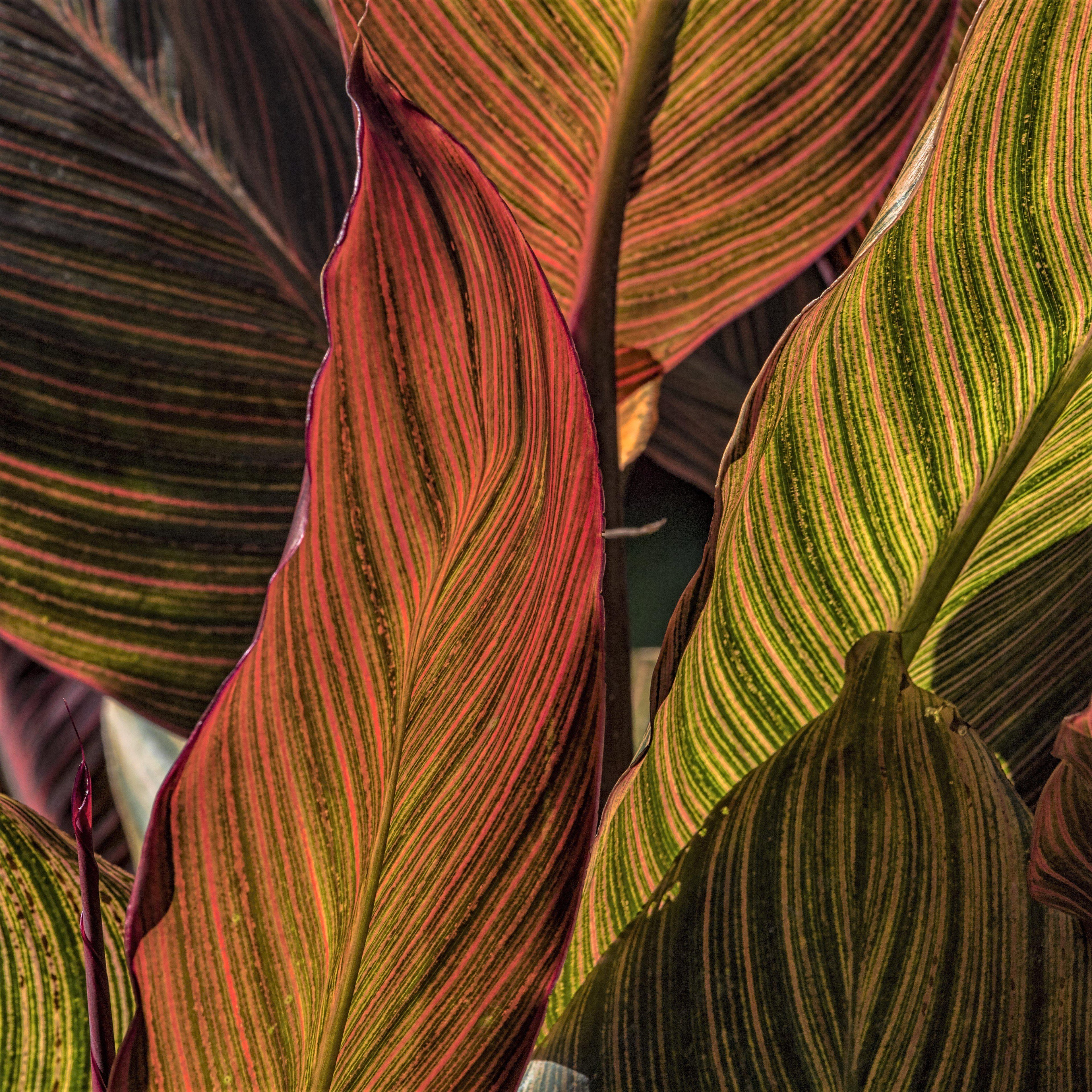 Canna - Tropicanna