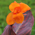 Canna - Tropicanna