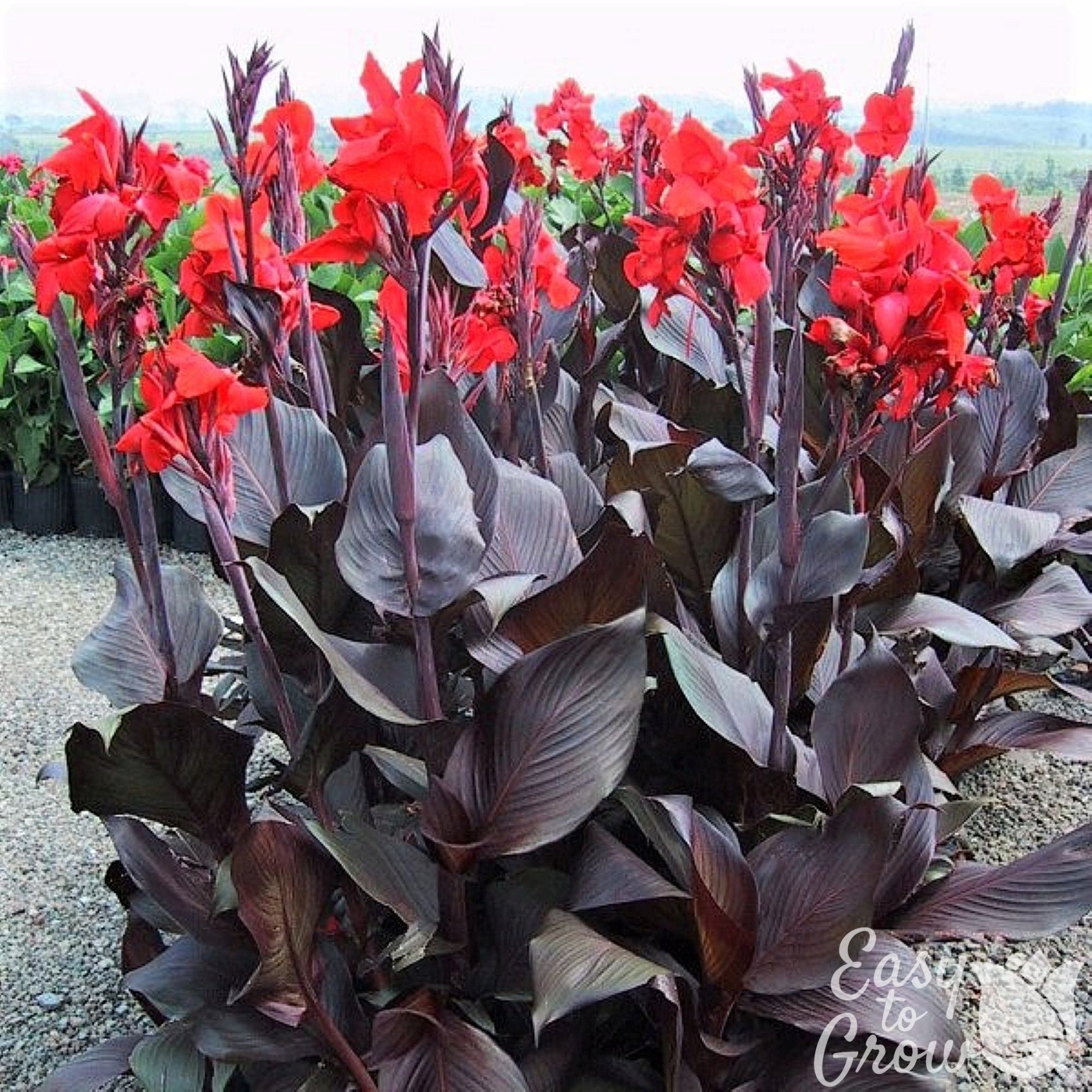 Canna - Tropicanna Black