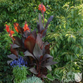 Canna - Tropicanna Black