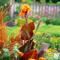 Canna - Tropicanna