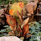 Canna - Tropicanna