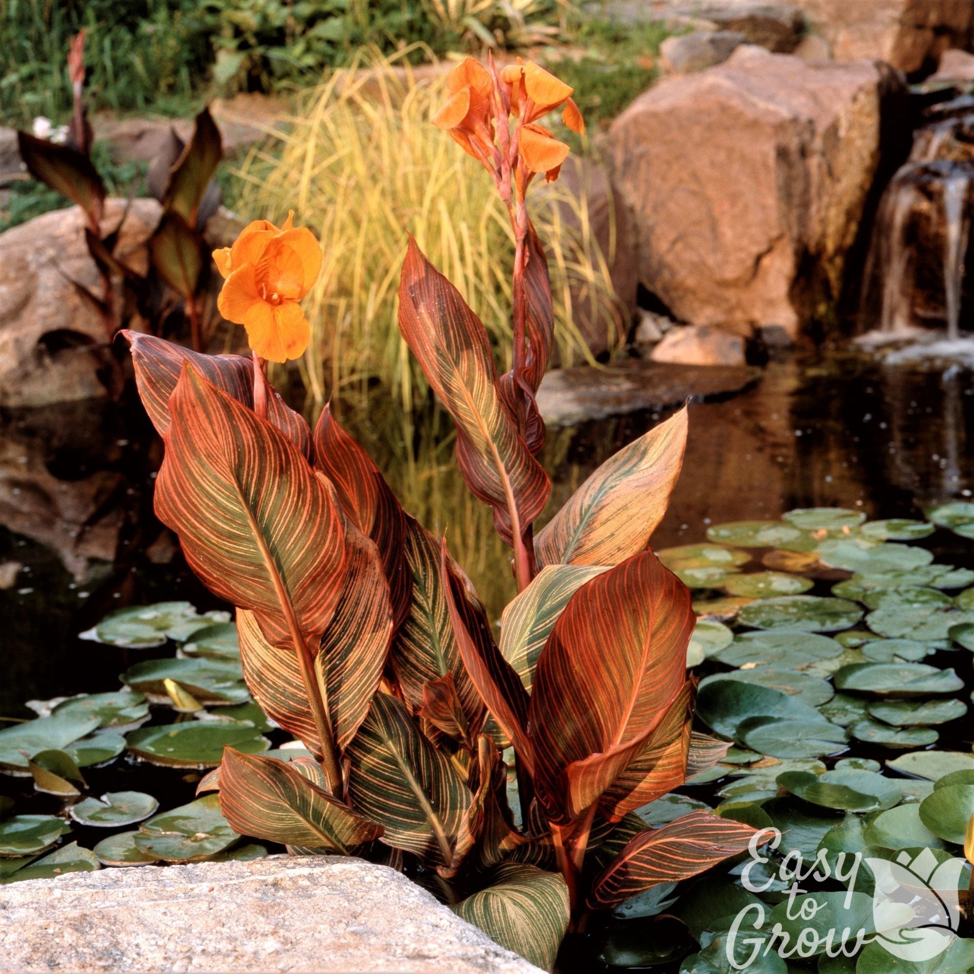 Canna - Tropicanna