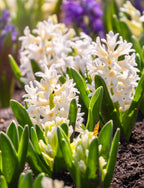 Carnegie Hyacinth - 10 bulbs