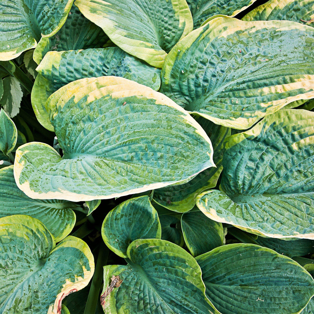 Hosta - Christmas Tree