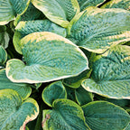 Hosta - Christmas Tree