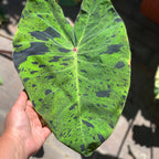 Colocasia - Mojito