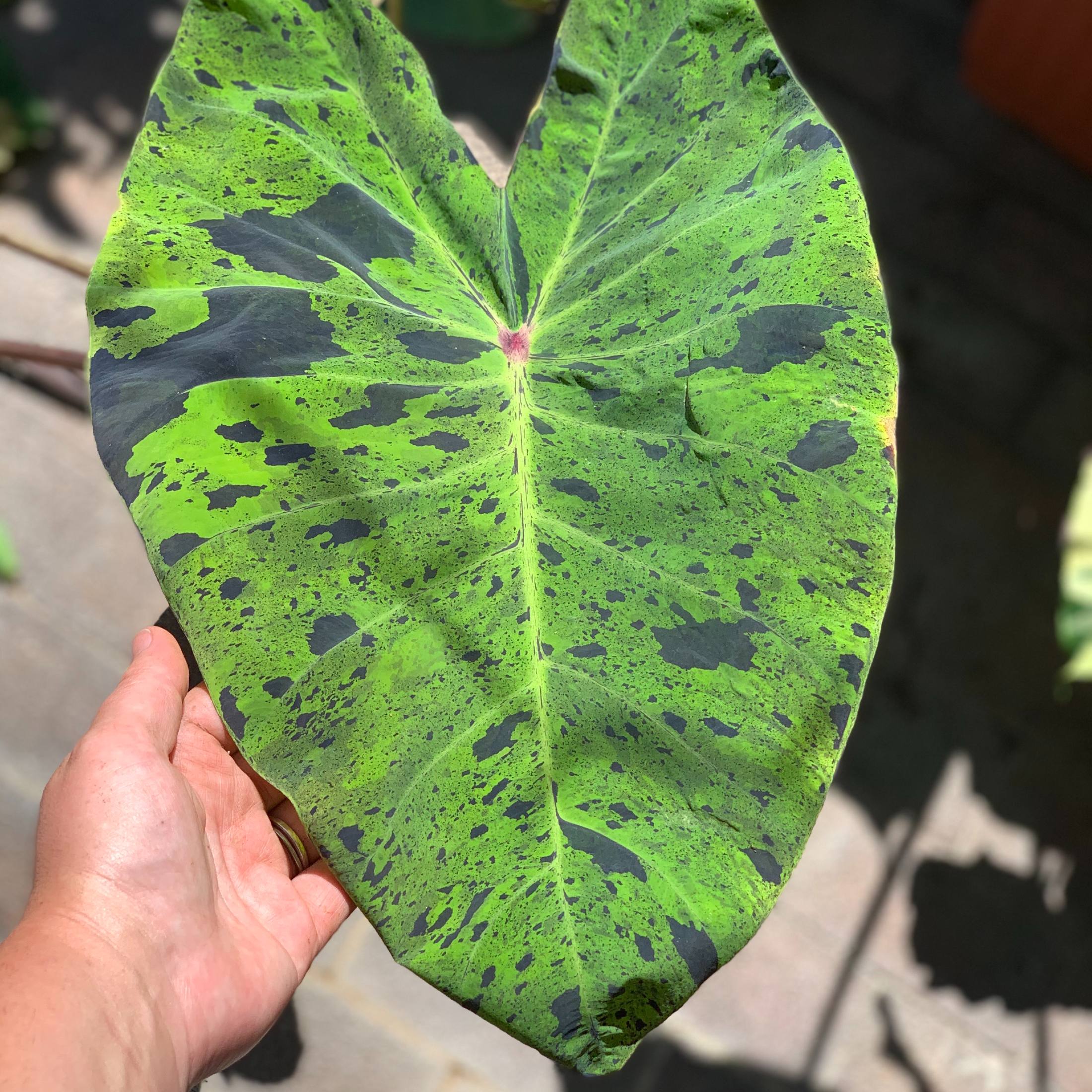 Colocasia - Mojito