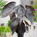 Colocasia - Diamond Head