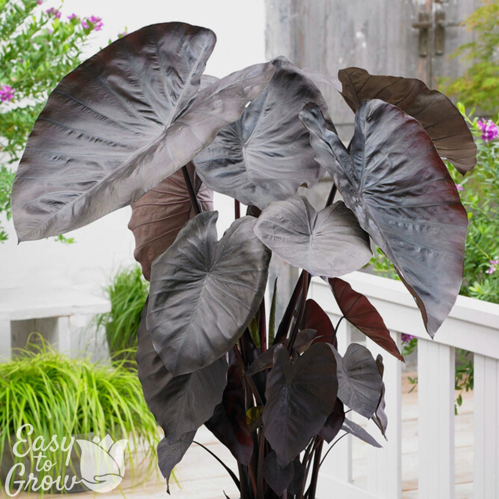 Colocasia - Diamond Head