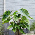 Colocasia - Mojito