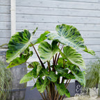 Colocasia - Mojito
