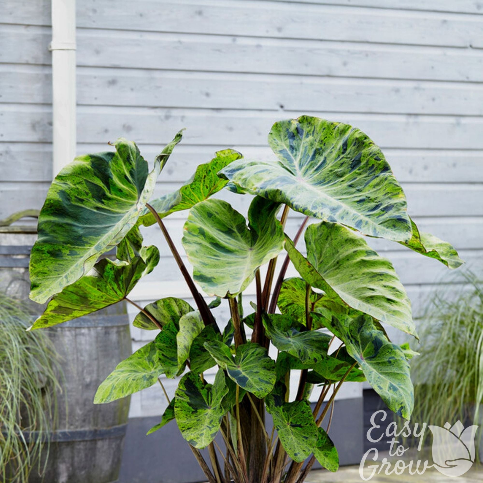 Colocasia - Mojito