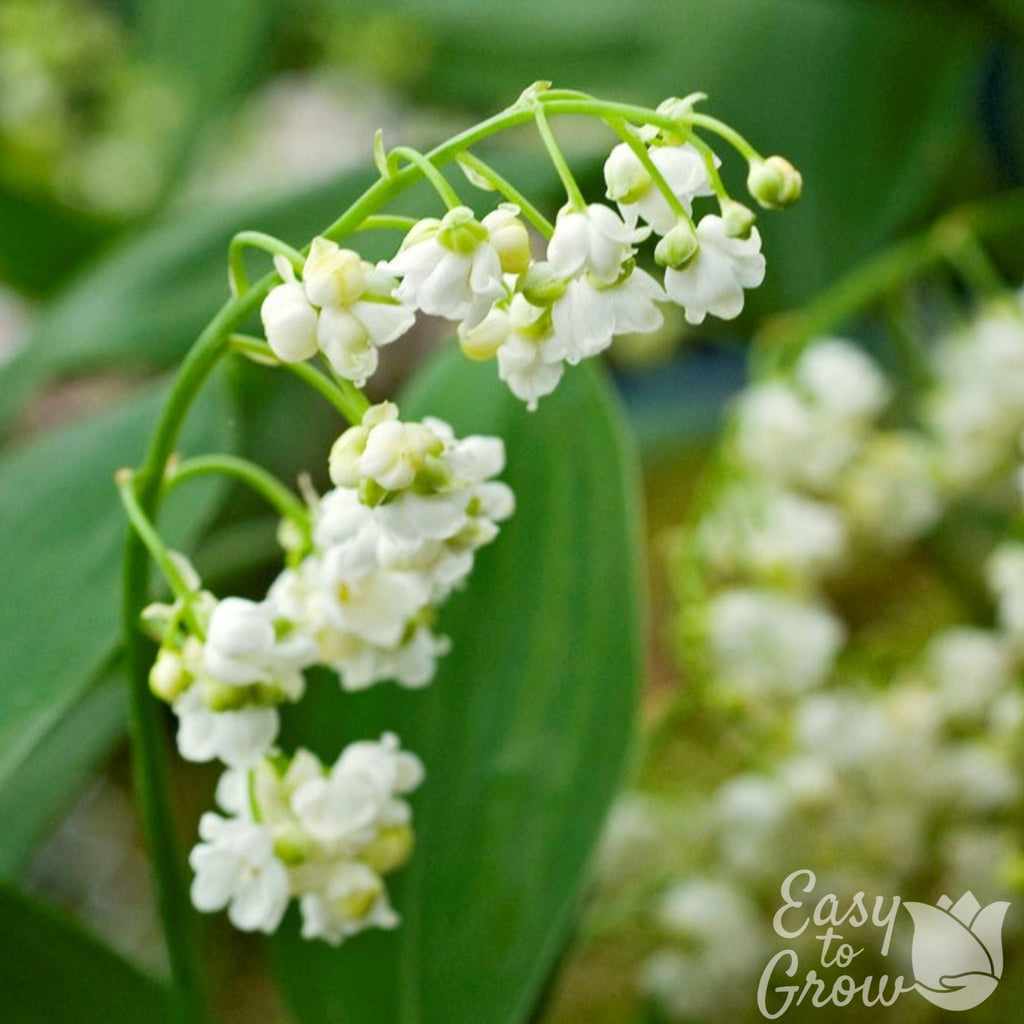 Lily of the Valley - Double White