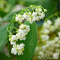 Lily of the Valley - Double White