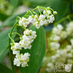 Lily of the Valley - Double White