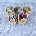 Fairy Favors - Succulent Mini Garden Favors in Burlap - Succulent Favors for Baby Showers, Weddings, Birthday
