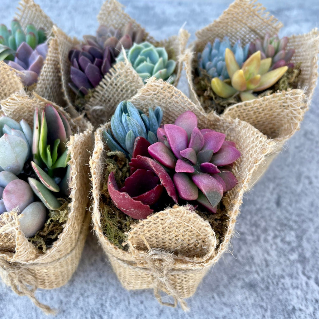 Fairy Favors - Succulent Mini Garden Favors in Burlap - Succulent Favors for Baby Showers, Weddings, Birthday