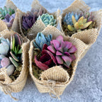 Fairy Favors - Succulent Mini Garden Favors in Burlap - Succulent Favors for Baby Showers, Weddings, Birthday
