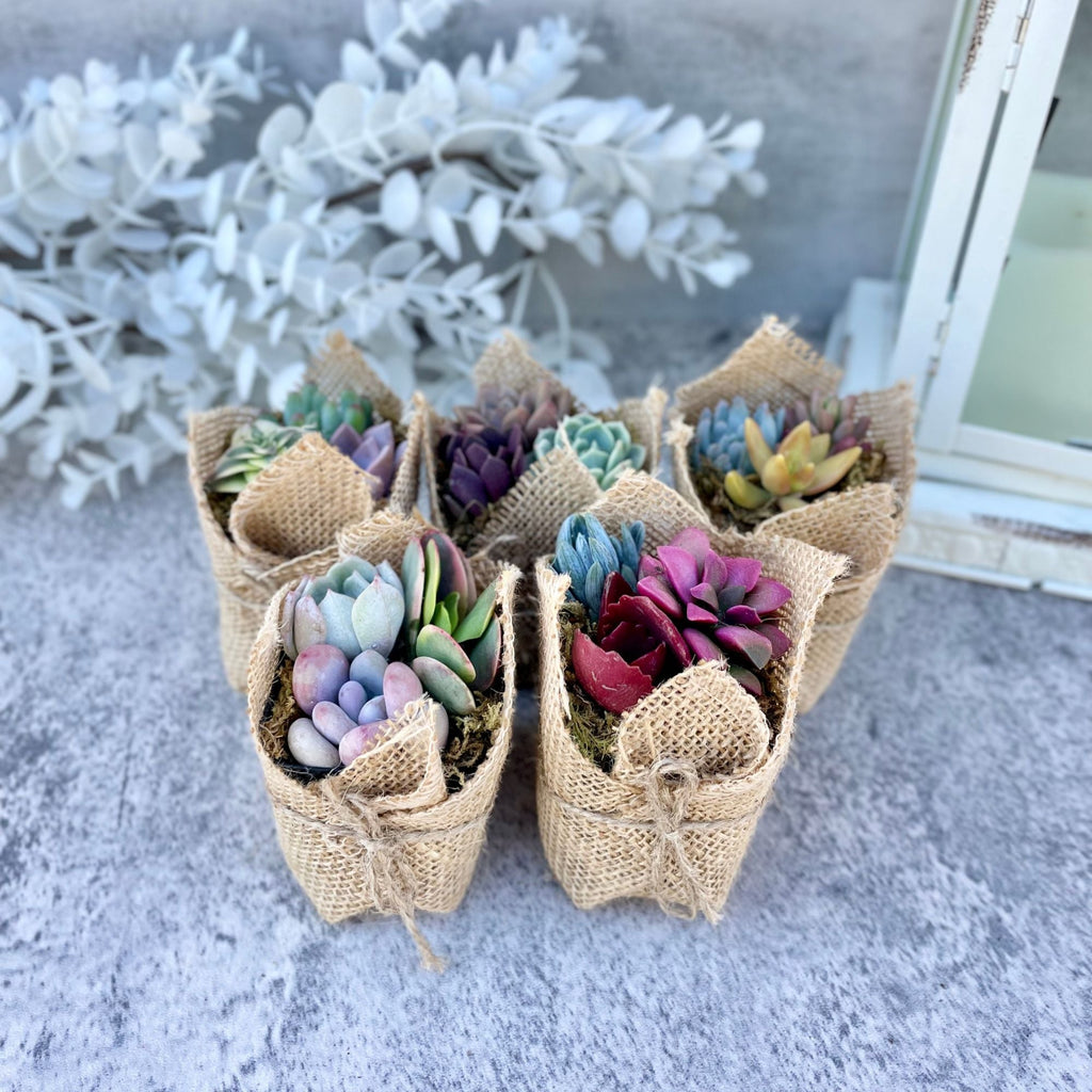 Fairy Favors - Succulent Mini Garden Favors in Burlap - Succulent Favors for Baby Showers, Weddings, Birthday