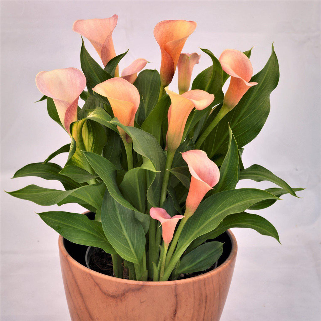 Calla - Coral Passion