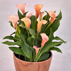 Calla - Coral Passion