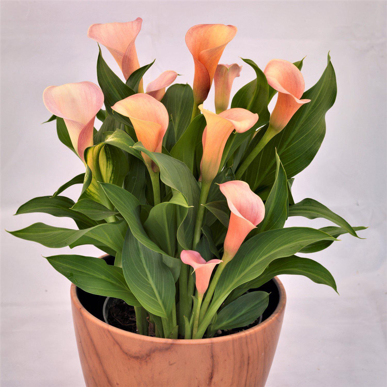 Calla - Coral Passion