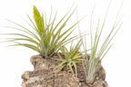 Medium Tabletop Cork Bark Display with 3 Tillandsia Air Plants