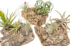 Medium Tabletop Cork Bark Display with 3 Tillandsia Air Plants