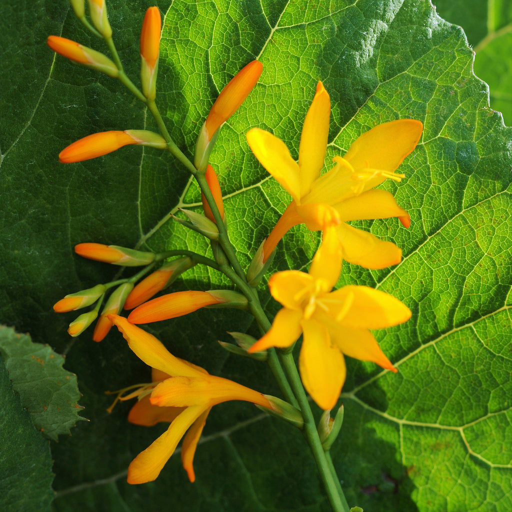 Crocosmia - George Davidson