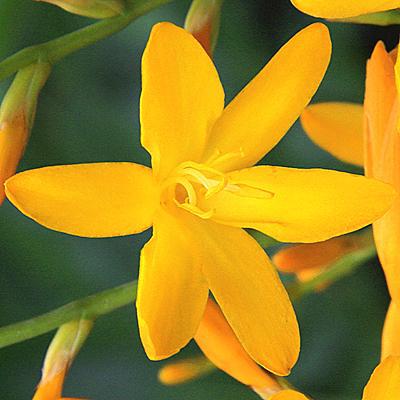 Crocosmia - George Davidson