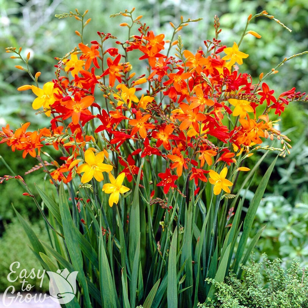 Crocosmia - Red Hot Mix