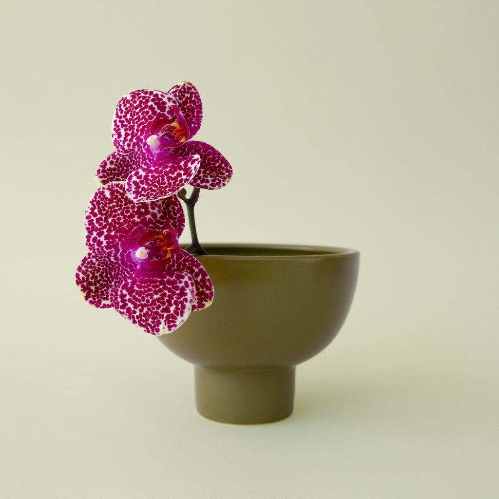 Crosby Compote | Olive