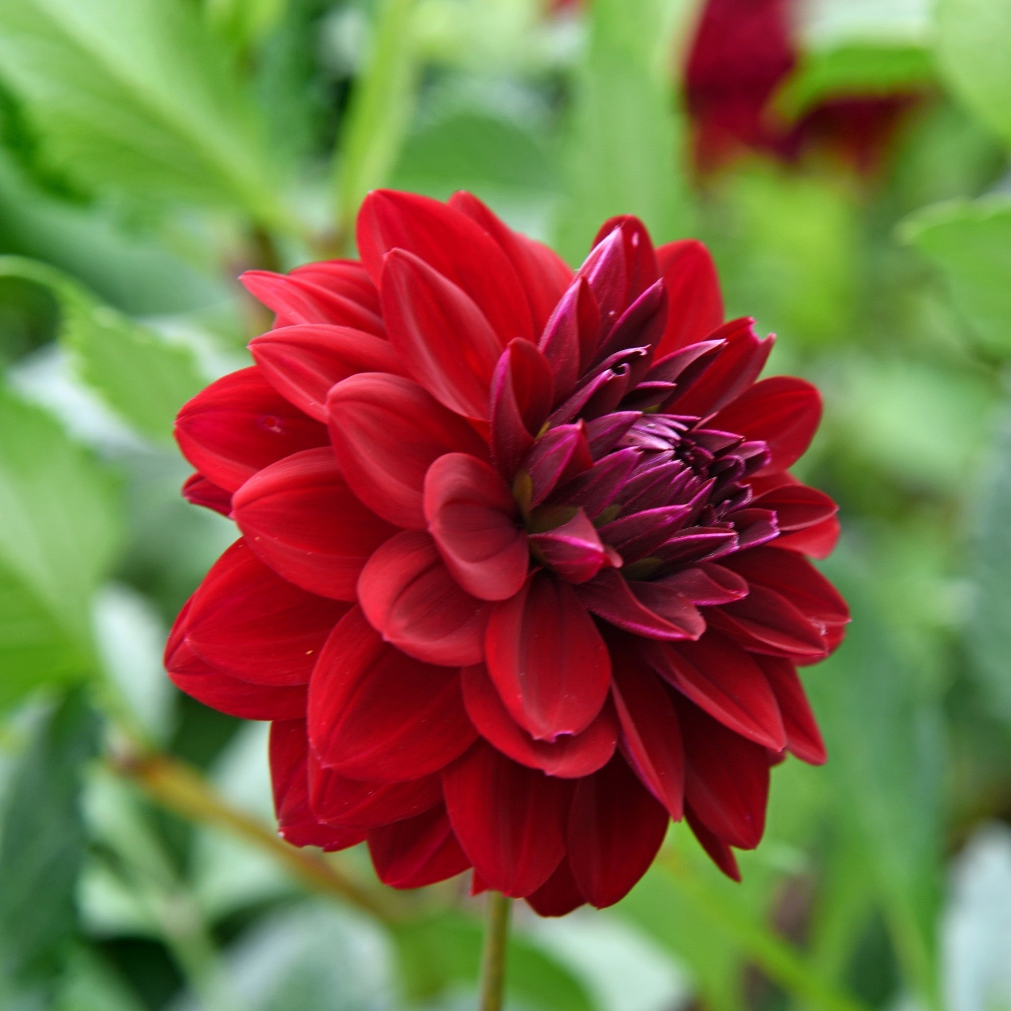 Dahlia - Arabian Night