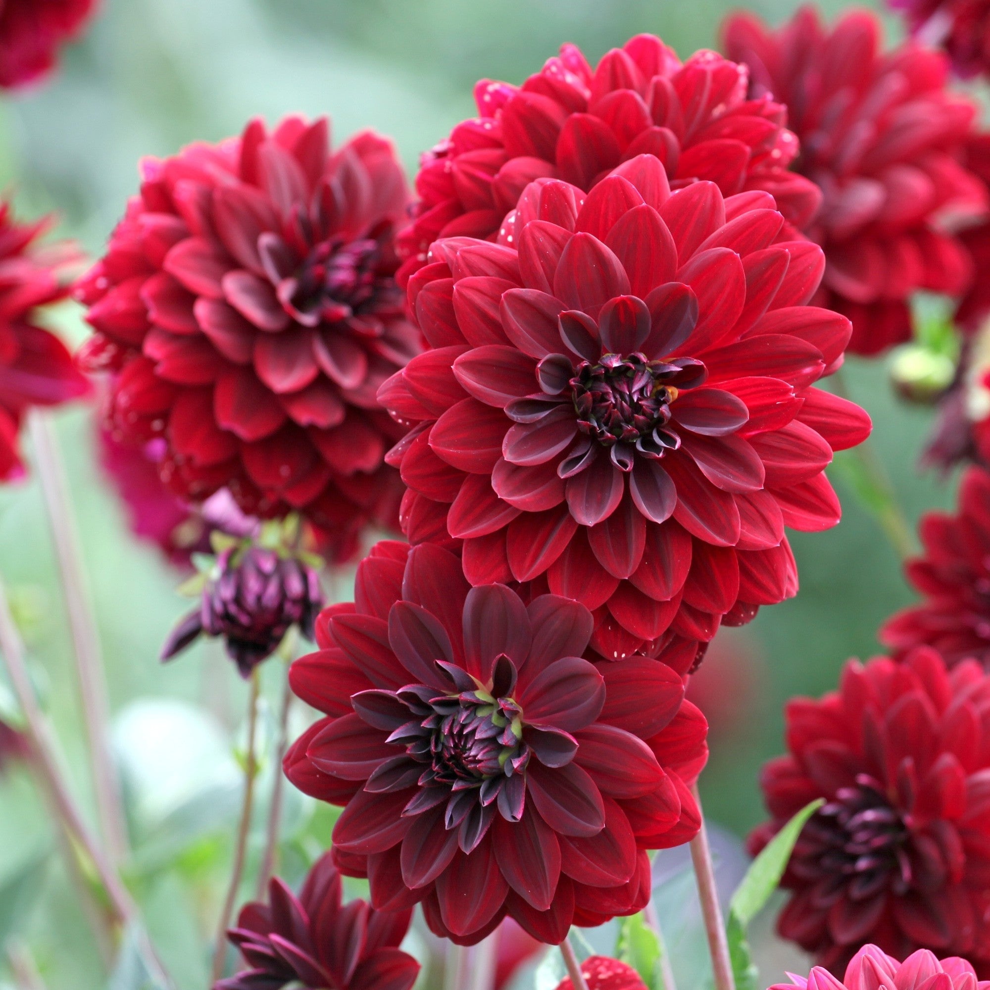 Dahlia - Arabian Night