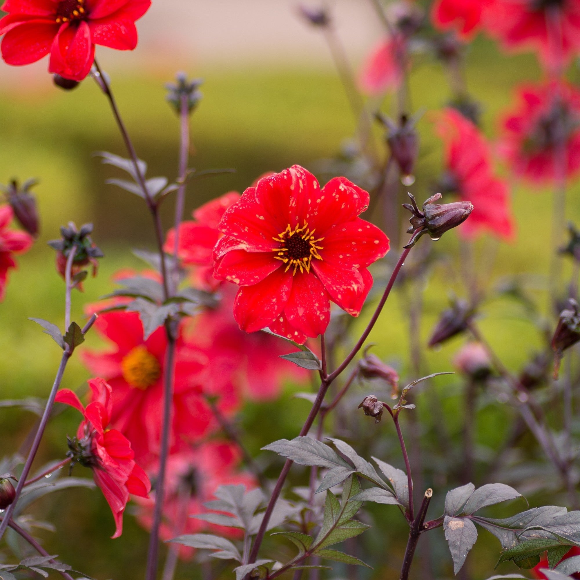 Dahlia - Bishop of Llandaff