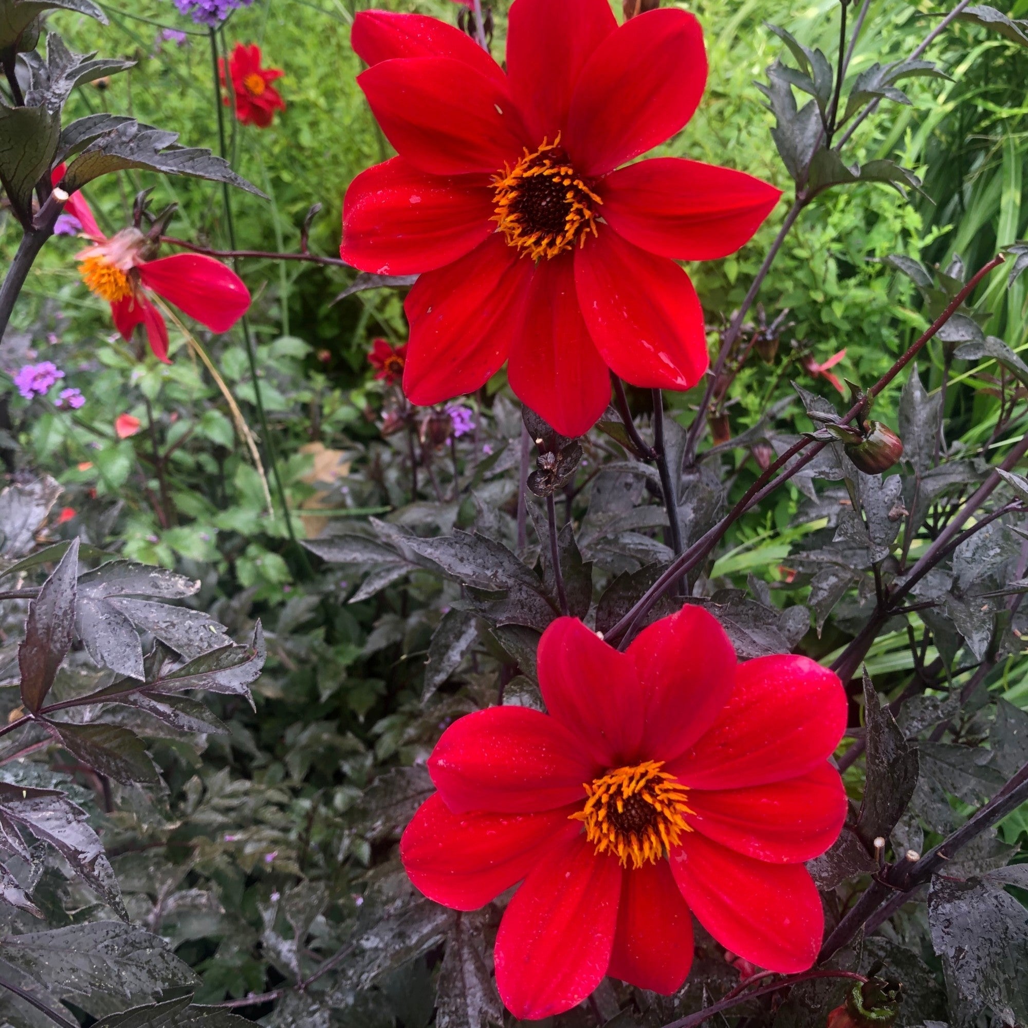 Dahlia - Bishop of Llandaff