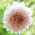 Dahlia - Cafe au Lait