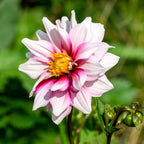 Dahlia - Edge of Joy