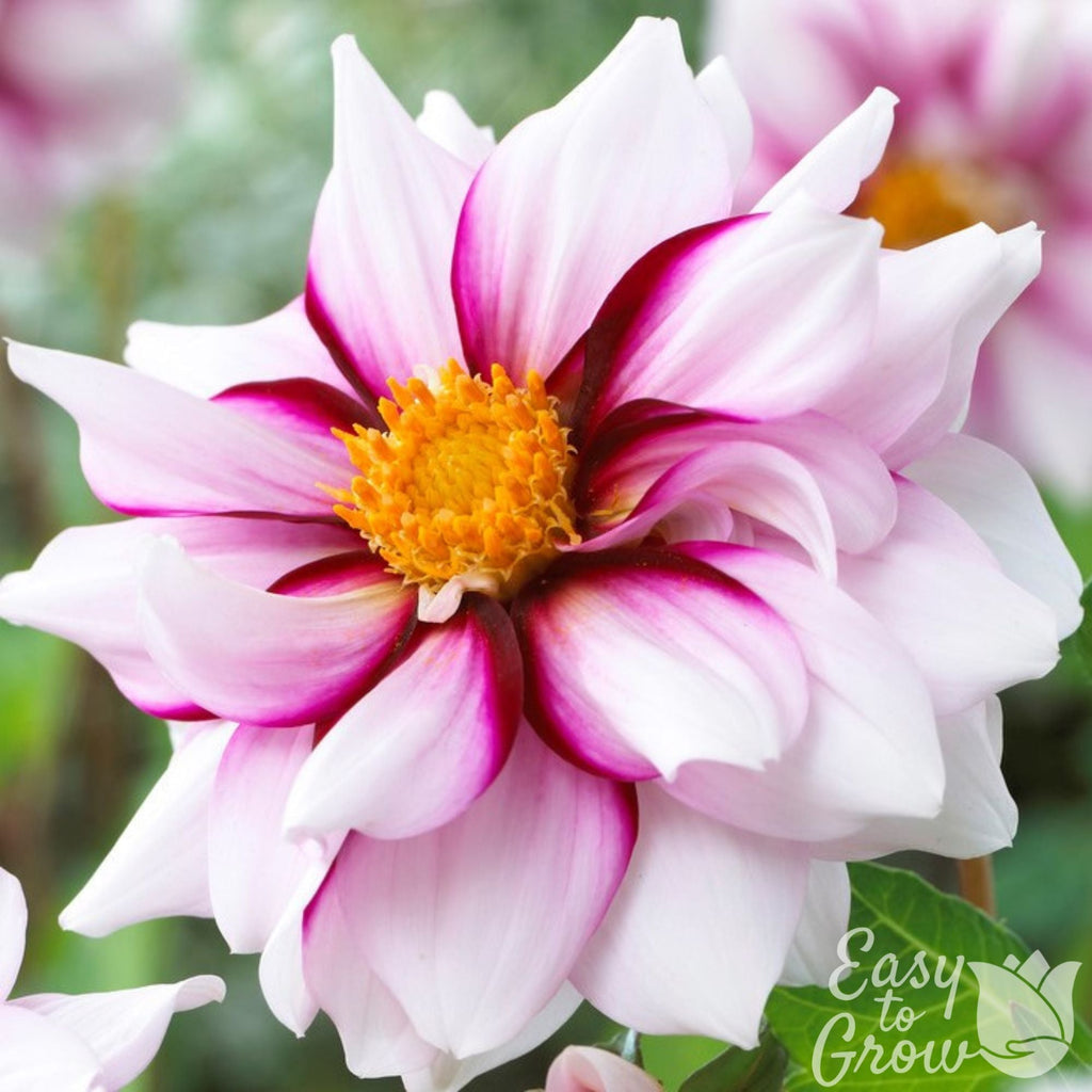 Dahlia - Edge of Joy