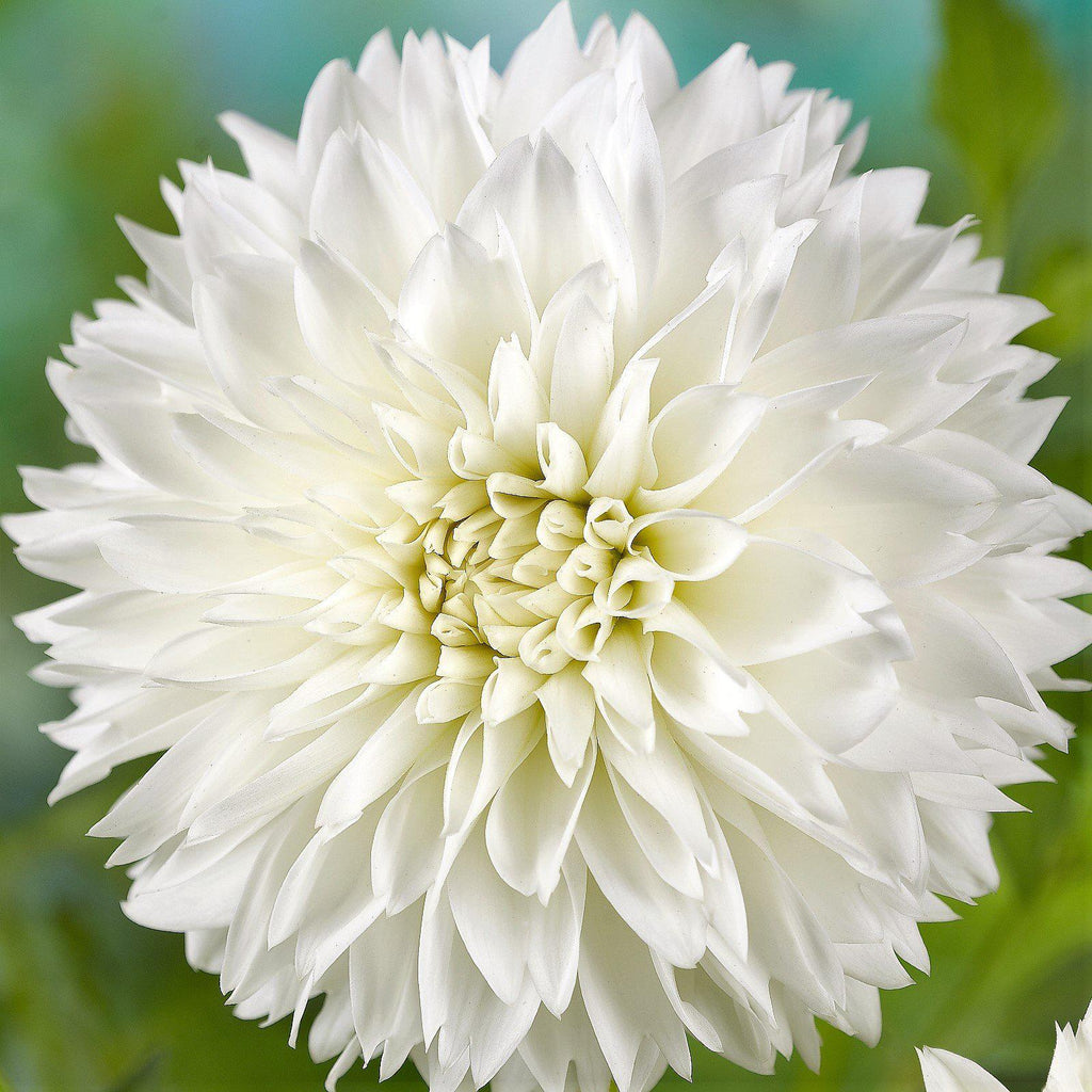 Dahlia - Fubuki Myama