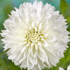 Dahlia - Fubuki Myama