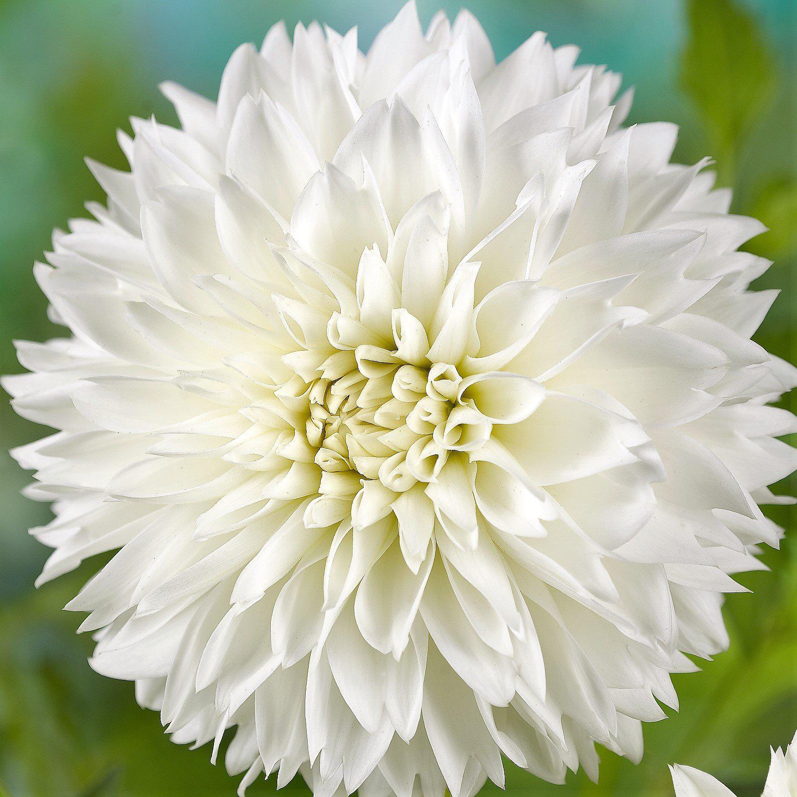 Dahlia - Fubuki Myama