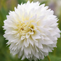 Dahlia - Fubuki Myama