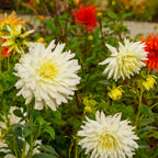 Dahlia - Fubuki Myama