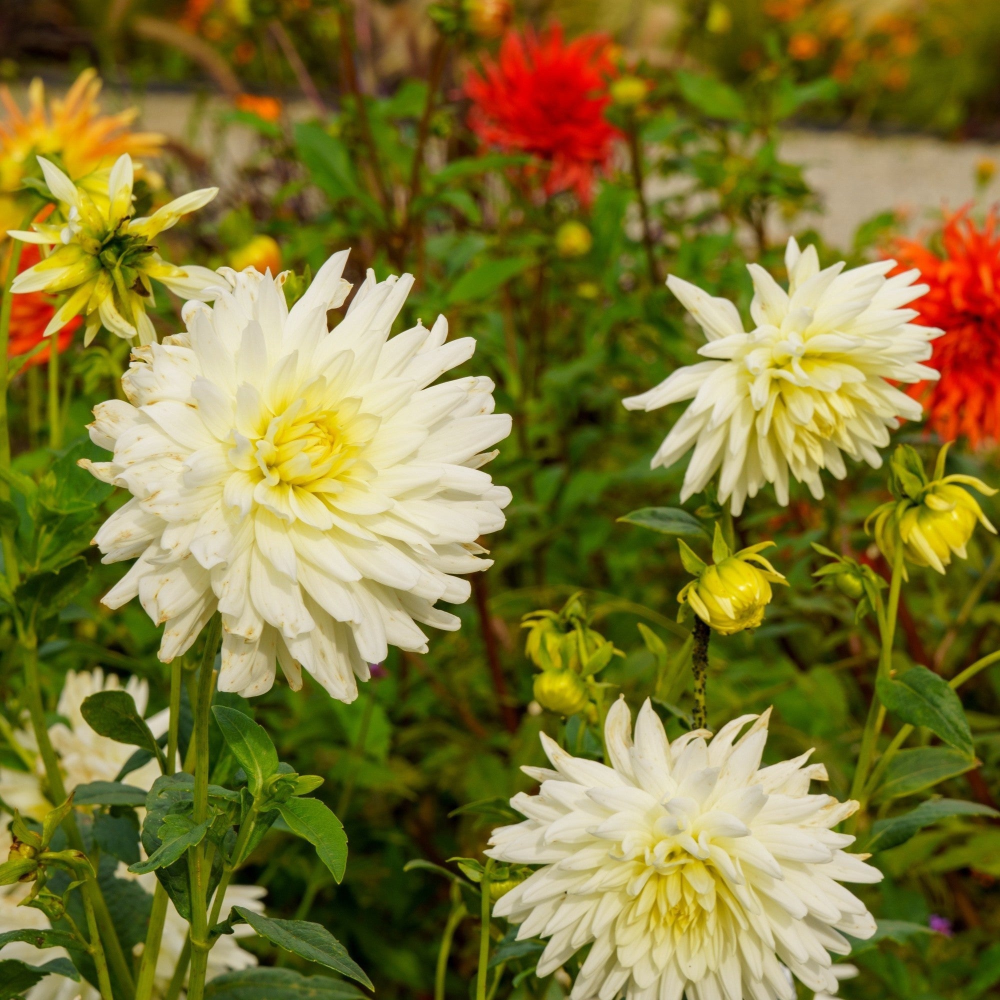 Dahlia - Fubuki Myama